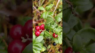 Vaccinium vitisidaea  the lingonberry partridgeberry mountain cranberry or cowberry PUOLUKKA 🇫🇮 [upl. by Odraner287]