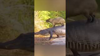 Do Crocodiles Loves Capybaras [upl. by Lienaj]