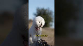 Bichon Frise 10 Fascinating Facts About this Adorable Dog Breed [upl. by Shanan]