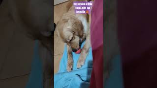 Golden retriever love to find her ball 🏀 dog goldenretiever shorts [upl. by Aliab668]