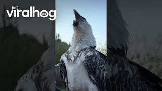 Bearded Vulture Swallows a Big Bone  ViralHog [upl. by Odelia]