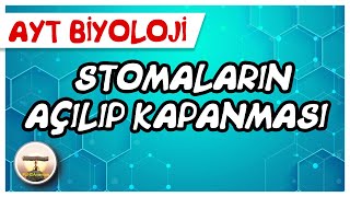 AYT Biyoloji  Stomaların Açılıp Kapanması  Terleme sayfa204 [upl. by Roanne221]