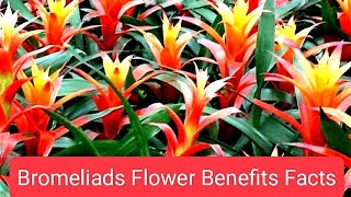 Bromeliads Flowers Benefits [upl. by Orme]