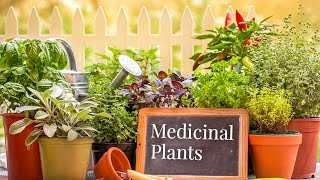 Top Important Medicinal Plants to Keep At Your Home Always [upl. by Ariahs]