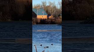 Duck swimming  Miquelon lake  late fall [upl. by Avilo833]