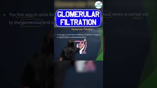 Glomerular Filtration  shorts zoology Glomerular biology neet2025preparation neet2025 [upl. by Nahshon]