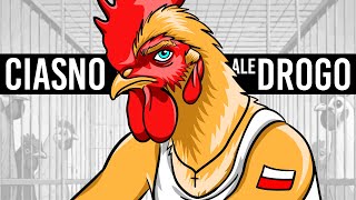 CHÓW KLATKOWY POLAKÓW 🐔🐔🐔 [upl. by Niraj]