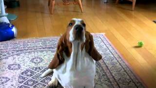 HAL basset hound  his Monday routine [upl. by Alwyn201]