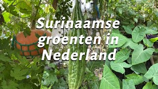 Surinaamse groenten in Nederland [upl. by Molli]