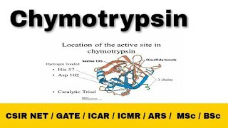 Chymotrypsin enzyme  Mechanism Catalytic Triad CSIR NET Life Science  Gate Life Science  Hindi [upl. by Nessie]