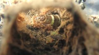 Hydrdopsychid caddisfly feeding [upl. by Karlik274]