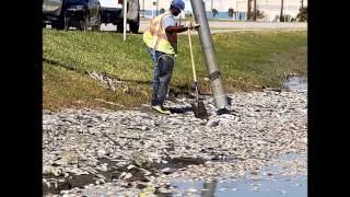 MORE THAN 15000 DEAD FISH FOUND AT LAKE MADELINE IN GALVESTON TEXAS OCT 31 2012 [upl. by Dranik583]