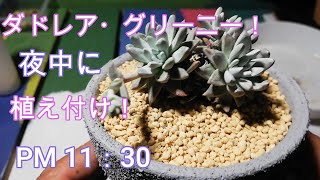 【真っ暗の中でも白い多肉の王様を植え替え！】夜中にUSBライトのみでダドレアグリーニーDudleya greeneiの植え替えをしました。 [upl. by Bunns444]