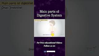 Main parts of Digestive System [upl. by Blanca985]