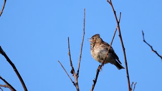 Woodlark Singing 4K [upl. by Gauldin]