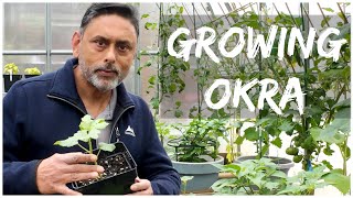 Beginners Guide To Growing Okra  Grow Bhindi In UK [upl. by Gery]