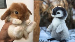 AWW Animals SOO Cute Cute baby animals Videos Compilation cute moment of the animals 3 [upl. by Rotow]