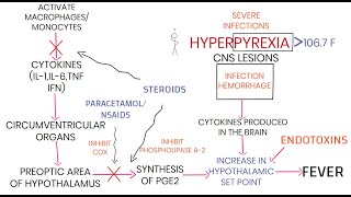 PATHOGENESIS OF FEVER [upl. by Ahsan939]