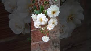 Rosa moschata lindas flores plantas short flores natureza [upl. by Ayr]