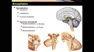 Medulla Oblangata Yüksel AYDAR [upl. by Alleyn]