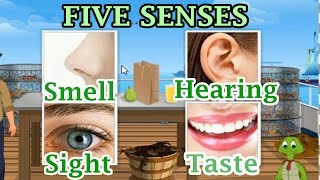 The 5 Senses Sight Hearing Taste Smell and Touch Preschool and Kindergarten Activities [upl. by Adey]