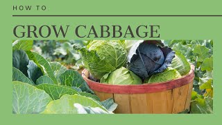 How to Grow Cabbage From Seed to Harvest [upl. by Nhepets]