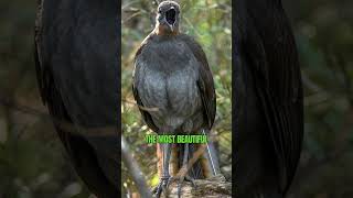 Superb Lyrebird  The World’s Greatest Mimic and Songbird shorts [upl. by Hitchcock]