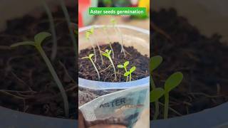 Meesho Aster winter flower seeds germination meesho asterfloweringseeds gardeningwithbob winter [upl. by Stoat]