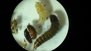 Larvae of Dermestidae amp Tenebrionidae Beetles ex Polyporales Fungus Under Microscope [upl. by Berck]