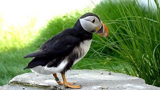 469 Papuchalk severní Fratercula arctica Atlantic Puffin [upl. by Latouche79]