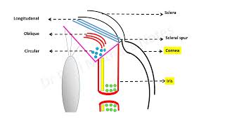 Introduction to the cholinergic system [upl. by Enenaj]