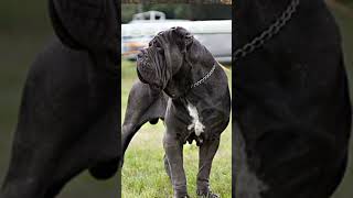 Top 5 Dog Breeds Are Banned in India 😱🚫 [upl. by Andreas448]