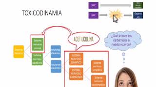 Toxicología de los carbamatos UNSAAC [upl. by Eikcir]