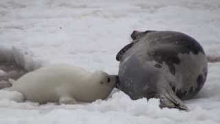 bébés phoques  premiers bains [upl. by Broome]