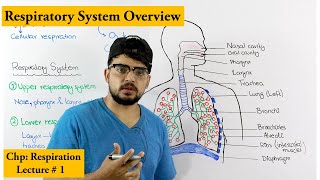 Respiratory system introduction and Overview [upl. by Yrneh]