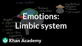 Emotions limbic system  Processing the Environment  MCAT  Khan Academy [upl. by Suiratnauq]