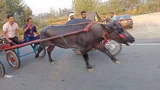 Dusshera mela Jhota race part2 Rahul Bhai libberheri Bhaut hi sandar pardarsan2024 [upl. by Anilok]