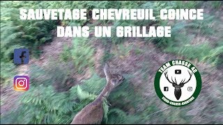 Sauvetage dun chevreuil en danger  Coincé dans un grillage  barbelé  2017 [upl. by Robers]