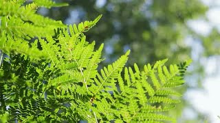 Fern Leaf In Sunlight Stock Video [upl. by Stevens]