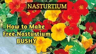 HOW to MAKE NASTURTIUM BUSHY For FLOWERING In POTS [upl. by Okram]