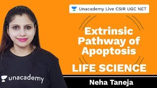 Extrinsic Pathway of Apoptosis  Life Science  Unacademy Live CSIR UGC NET  Neha Taneja [upl. by Uriia796]