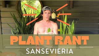 Plant Rant SansevieriaSnake Plant [upl. by Atsillak]