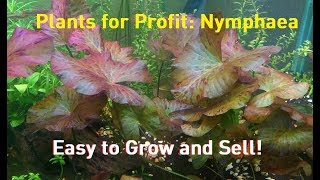 Plants for Profit Nymphaea  Lilies are Easy Money [upl. by Vashti479]