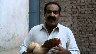 OLD ASEEL HEN  by Usted Rana Safdar Shab city Gujranwala‬‏flv [upl. by Oahc]