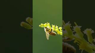 Dancing Bees Natures Mysterious Dancers shorts facts animal animals insects wildlife [upl. by Aimahs]