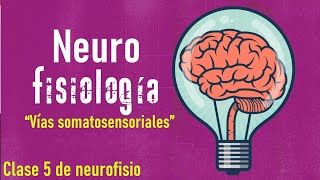 Vías somatosensoriales mejor conocidas como vías aferentes y Homúnculo sensitivo [upl. by Ressay]