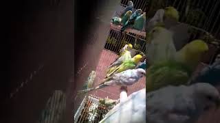 Which Budgie Color is the Rarest A Colorful Comparison [upl. by Nyloc]