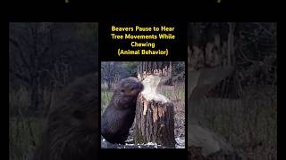 Beavers Pause to Hear Tree Movements While Chewing…🦫 music song beaver animals [upl. by Constantina]