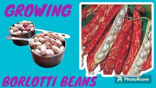 GROWING BORLOTTI BEANS [upl. by Glynas635]