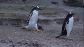 Penguins waddling along the penguin trail [upl. by Sayette]